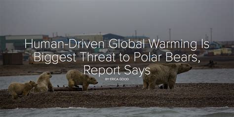Human Driven Global Warming Is Biggest Threat To Polar Bears Report Says
