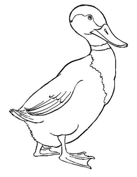 Mallard Duck Coloring Page Coloring Us