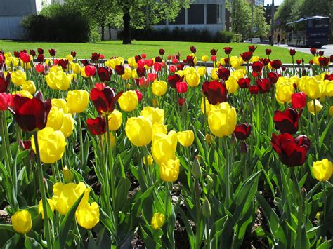 Gambar Menanam Bunga Tulp Warna Warni Tulip Tanaman Berbunga