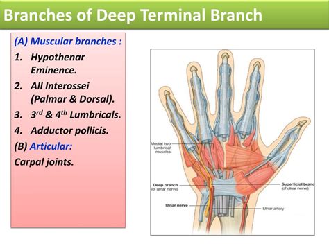 Ppt Radial And Ulnar Nerves Powerpoint Presentation Free Download Id