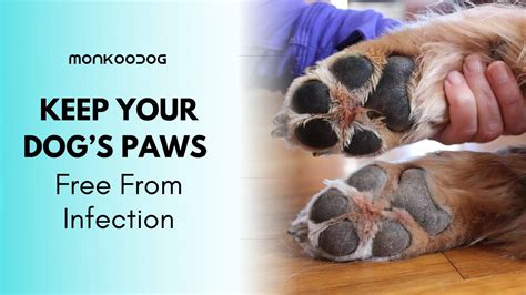 How To Keep Dogs Paws Free From Infection Monkoodog