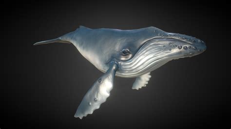 humpback whale 3d model by alannalb [5a3fb92] sketchfab