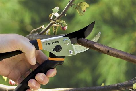 Pruning Shears 101 How To Choose The Best And 5 Tips On Using Them