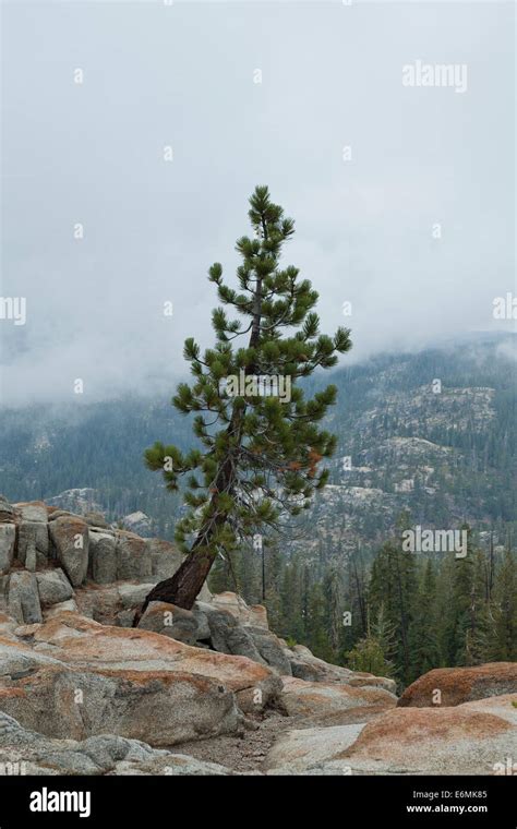 Ponderosa Pine Pinus Ponderosa In The Sierra Nevada Mountain Range