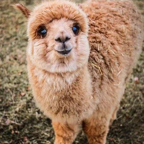 The Sweet Face Of A Baby Alpaca Submit Your Cute Pet Here Source