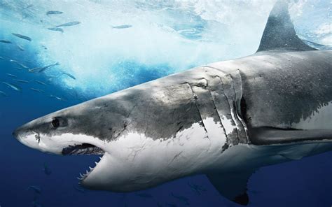 Great White Shark Wallpaper ·① Wallpapertag