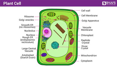 Draw A Welllabelled Diagram Of A Plant Cell Class 11 Biology Cbse Images