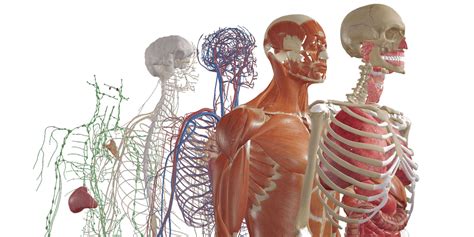 Software De Realidad Virtual Bodymap Medical Augmented Intelligence