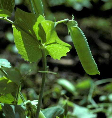 Cymbopogon nardus, the citronella grass, produces three oily compounds which are believed to repel mosquitoes (citronellol, citronellal growing citronella plant or lemongrass in your yard may reduce its likelihood to be colonized by mosquitoes, but will not. Growing peas in Minnesota home gardens : Vegetables : Yard ...