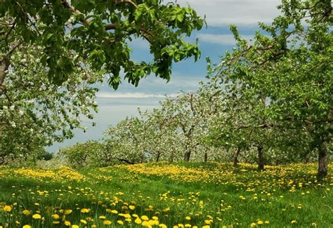 🔥 46 Apple Orchard Wallpaper Wallpapersafari