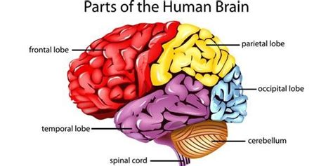 What Is The Most Important Part Of The Human Body Quora