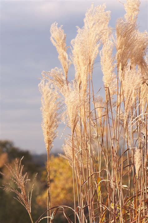 Feather Reed Ornamental Grass At Sunset In Autumn Ornamental Grasses
