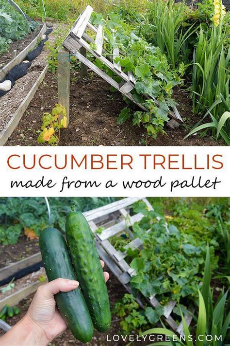 Diy Pallet Cucumber Trellis Re Purpose A Wood Pallet Into A Quick