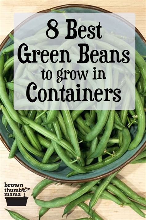 Best Green Beans To Grow In Containers Brown Thumb Mama