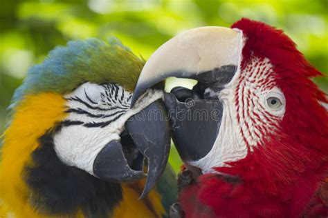 Parrot Love Stock Photo Image Of Nature Animals World 94073864