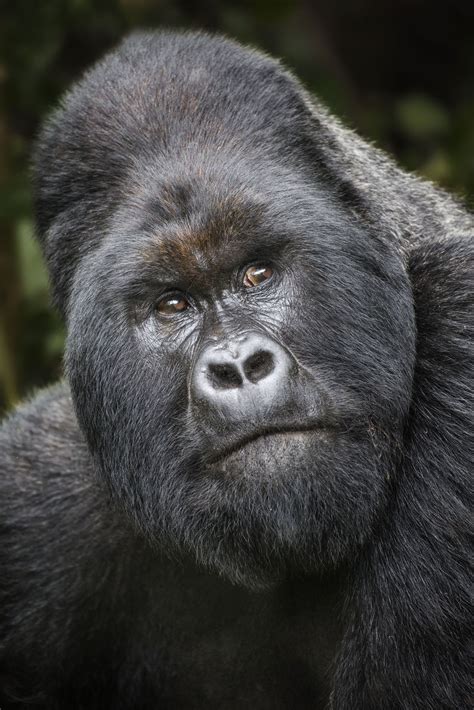 Silverback mountain gorilla | Gorilla, Mountain gorilla, Silverback gorilla