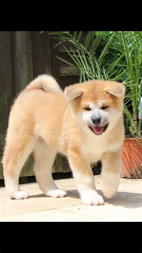 cutest japanese akita puppy pics  page     paws