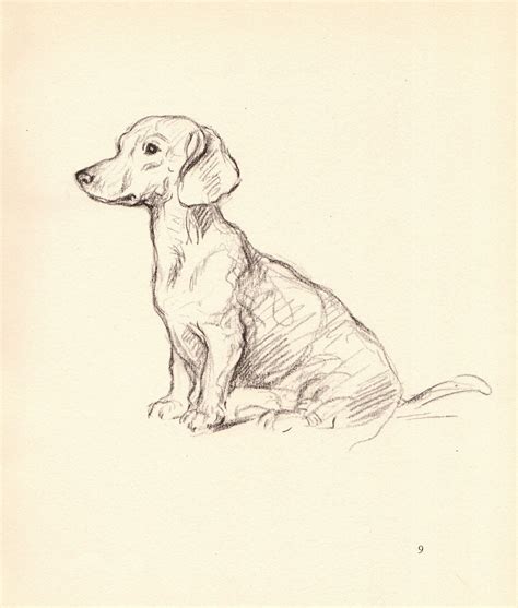 Animal Sketches Animal Drawings Art Drawings Dachshund Art Vintage
