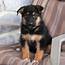 German Shepherd Puppies Available For Rehoming Offer