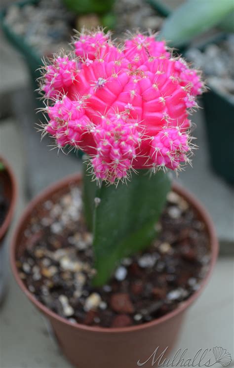 Cacti are desert plants and not suited for the amounts of water normal plants need. Bright pink Lollipop cactus. Gymnocalycium mihanovichii f ...