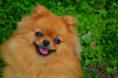 Smile Of Dog Pomeranian Spitz Portrait Pomeranian Smiling Dog