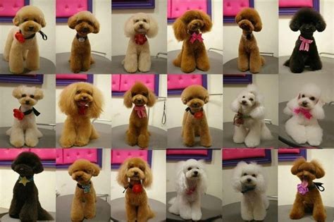 Japanese Style Grooming Page 5 Poodle Forum Standard Poodle Toy