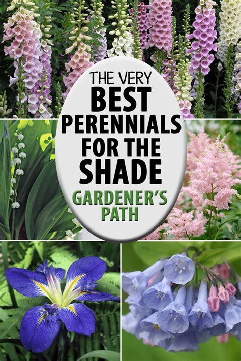 the best flowering perennials for the shade gardener s path
