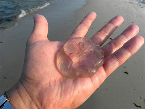 Moon Jellyfish On Beach