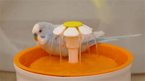 Budgie Sounds And Happy Bath In Bird Fountain Youtube