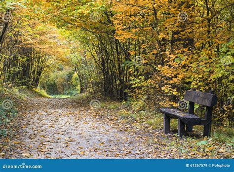 Autumn Forest Path With Wood Bench Stock Photo Image 61267579