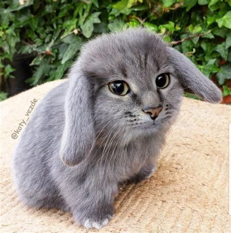 Picture Of A Cute Rabbit Cat Poc