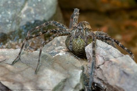 The Giant Fishing Spider Paradise Dolomedes Tenebrosus Flickr