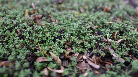 Red Creeping Thyme