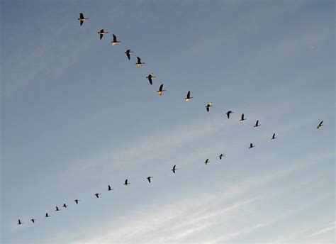 Canada Geese V Formation Ted Flickr