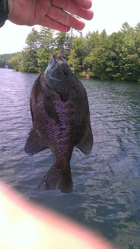 The description is reserved for lbf members. Bluegill Details - NC Fish Finder