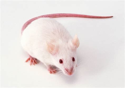 A White Rat Sitting On Top Of A White Floor Next To A Red Cord That Is