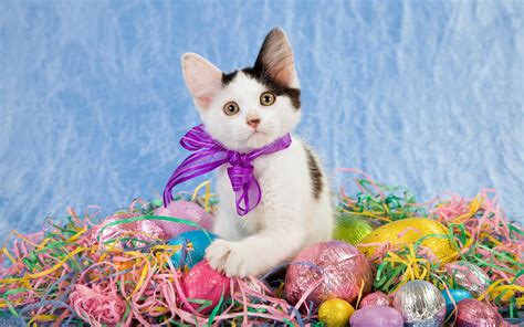 Cat In Easter Wallpapers Wallpaper Cave