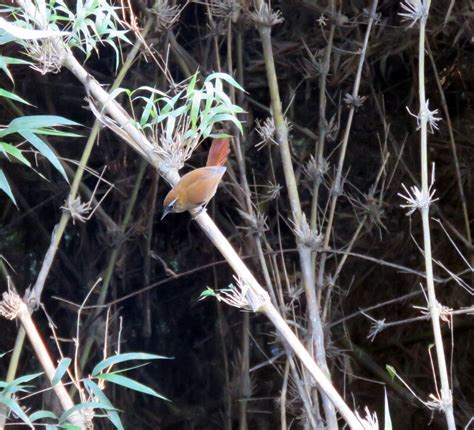 Furnariidae Ovenbirds 3 Adelaide Ornithologists Club
