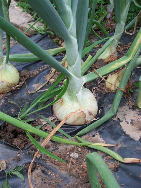 White Sweet Spanish Onion Seed Spring Late Summer Or Fall Asian