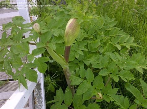 Hollow is a plant that has leaves similar to clover leaves and produces edible tubers that vary greatly in external color, size, flavor and texture, depending on the variety. Plant Identification: CLOSED: tall, hollow stem plant, 1 ...