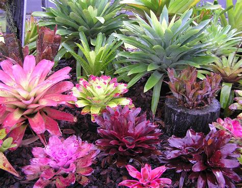 25 small garden design ideas. Bromeliads in Australia - Bromeliads XIII