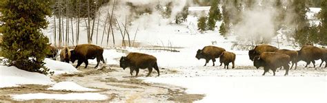Panoramic Vista Of Herd Of Bison Or American Buffalo In Upper Ge