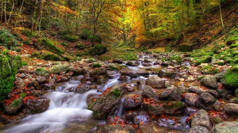 Beautiful Autumn Landscape Background Mountainous River Stone Forest With Autumn Colored Leaves