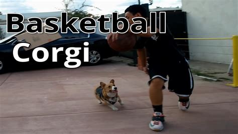 My Dog Playing Basketball He Can Play Some Defense Youtube
