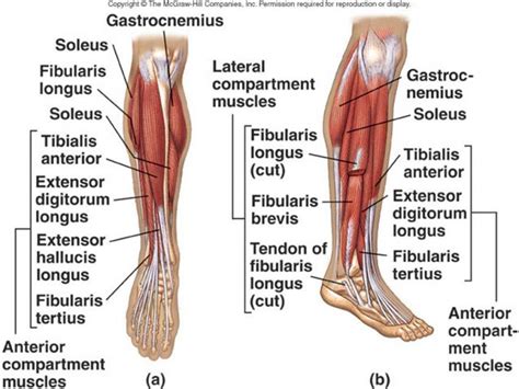Leg Muscles Diagram Labeled Posterior Leg Muscle Labeling Upper