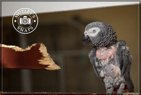 Roy The Depressed Parrot Mutleys Snaps Pet Photography