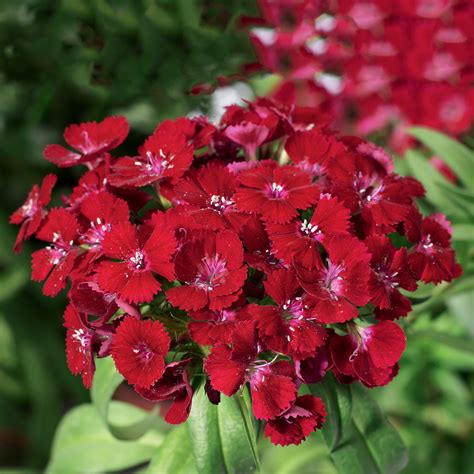 Dianthus Barbatus Red Beechmount Garden Centre