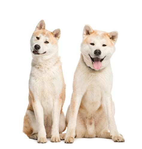 Premium Photo Two Akita Inu Sitting Isolated On White