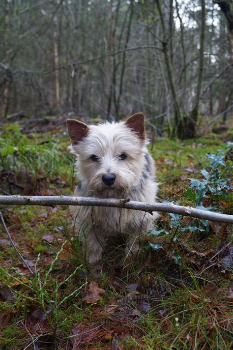 In america, both breeds are represented by a single parent club: Norwich terrier in the woods | Norwich terrier, Terrier ...