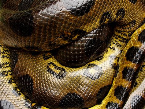 Royalty Free Anaconda Snake Pictures Images And Stock Photos Istock